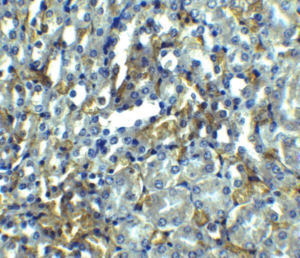 a00141 1 ripk1 primary antibodies ihc testing 4