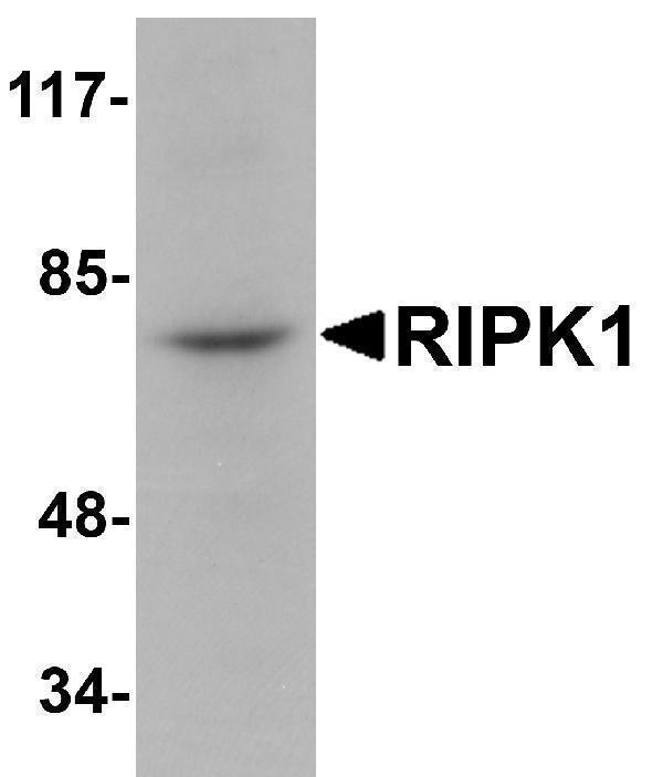 Western blot analysis of RIPK1 in rat kidney tissue lysate with RIPK1 antibody at 1 μg/mL