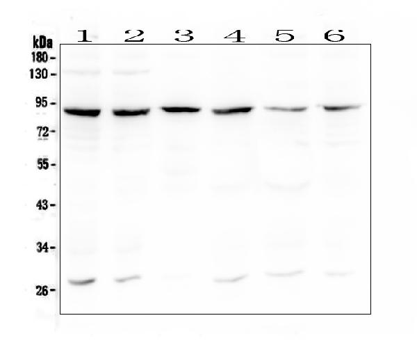 Western blot analysis of Bcl6 using anti-Bcl6 antibody (A00142-1). Electrophoresis was performed on a 5-20% SDS-PAGE gel at 70V (Stacking gel) / 90V (Resolving gel) for 2-3 hours. The sample well of each lane was loaded with 50ug of sample under reducing conditions. Lane 1: human Raji whole cell lysate, Lane 2: human MCF-7 whole cell lysate, Lane 3: human placenta tissue lysate, Lane 4: human A549 whole cell lysate, Lane 5: human Caco-2 whole cell lysate, Lane 6: human U2OS whole cell lysate. After Electrophoresis, proteins were transferred to a Nitrocellulose membrane at 150mA for 50-90 minutes. Blocked the membrane with 5% Non-fat Milk/ TBS for 1.5 hour at RT. The membrane was incubated with rabbit anti-Bcl6 antigen affinity purified polyclonal antibody (Catalog # A00142-1) at 0.5 μg/mL overnight at 4°C, then washed with TBS-0.1%Tween 3 times with 5 minutes each and probed with a goat anti-rabbit IgG-HRP secondary antibody at a dilution of 1:10000 for 1.5 hour at RT. The signal is developed using an Enhanced Chemiluminescent detection (ECL) kit (Catalog # EK1002) with Tanon 5200 system. A specific band was detected for Bcl6 at approximately 88KD. The expected band size for Bcl6 is at 79KD.