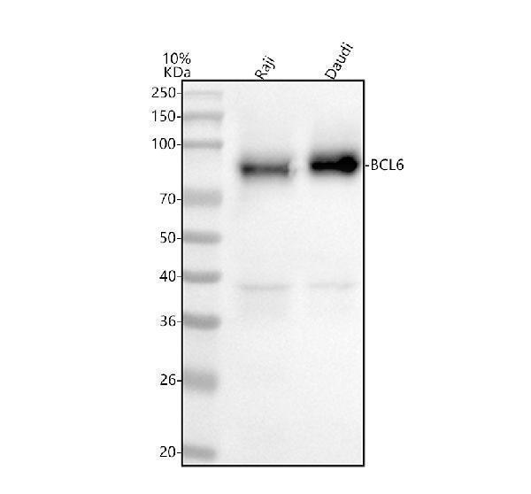  Western blot analysis of BCL6 using anti-BCL6 antibody (A00142-2)