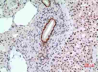 Immunohistochemistry (IHC) analysis of paraffin-embedded Human Liver, antibody was diluted at 1:100