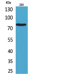 Western Blot (WB) analysis of 293 cells using Bcl-6 Polyclonal antibody