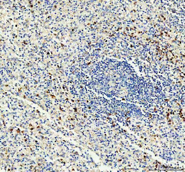  IHC analysis of CD11b using anti-CD11b antibody (A00144-1)