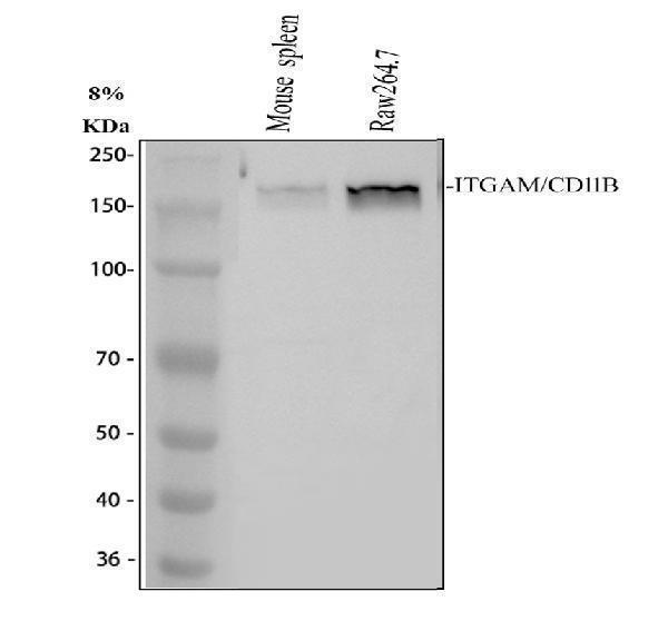  Western blot analysis of CD11b using anti-CD11b antibody (A00144-1)
