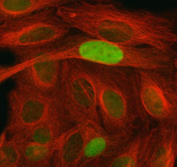 a00145 1 p21 primary anibodies if testing 4