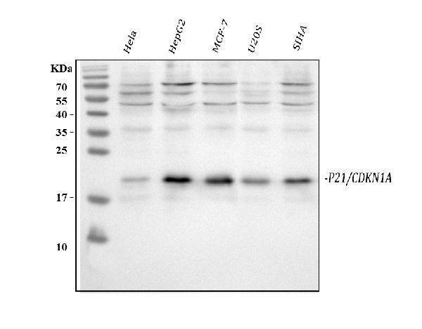 a00145 1 p21 primary anibodies wb testing 1