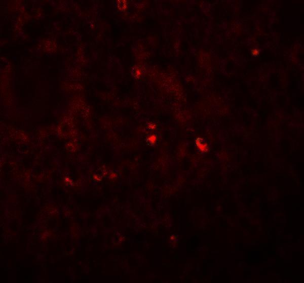 a00146 1 ang primary antibodies if testing 2