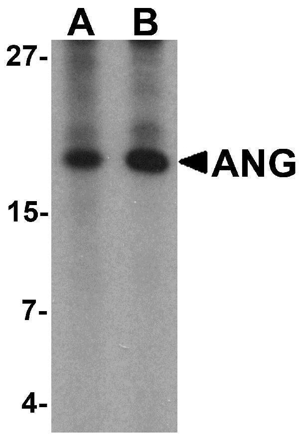 a00146 1 ang primary antibodies wb testing 1