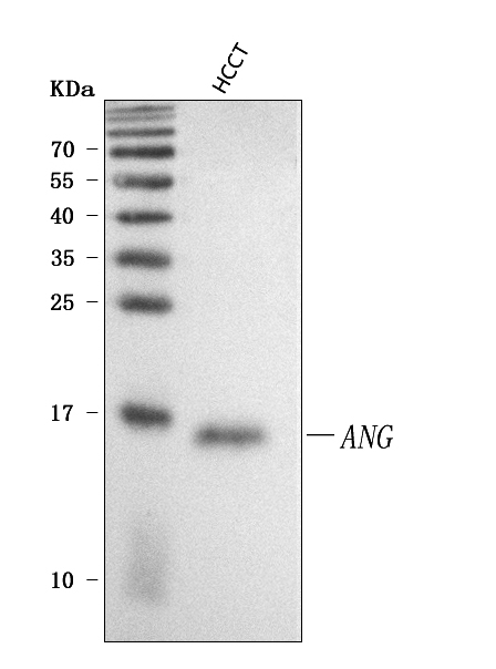 a00146 ang primary antibodies wb testing 1