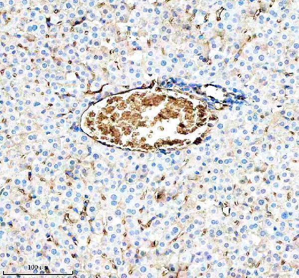  IHC analysis of HBB using anti-HBB antibody (A00147-1)