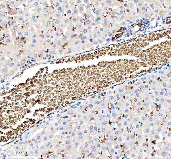  IHC analysis of HBB using anti-HBB antibody (A00147-1)