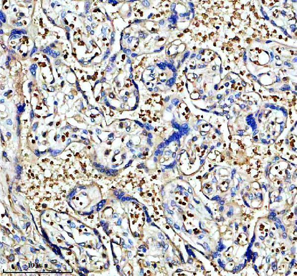 a00147 2 hemoglobin primary antibodies ihc testing 1
