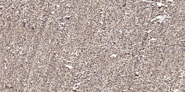 a00149t286 1 ccnd1 primary antibodies ihc testing 1