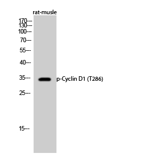 Western Blot analysis of rat-musle cells using Phospho-Cyclin D1 (T286) Polyclonal Antibody diluted at 1:500