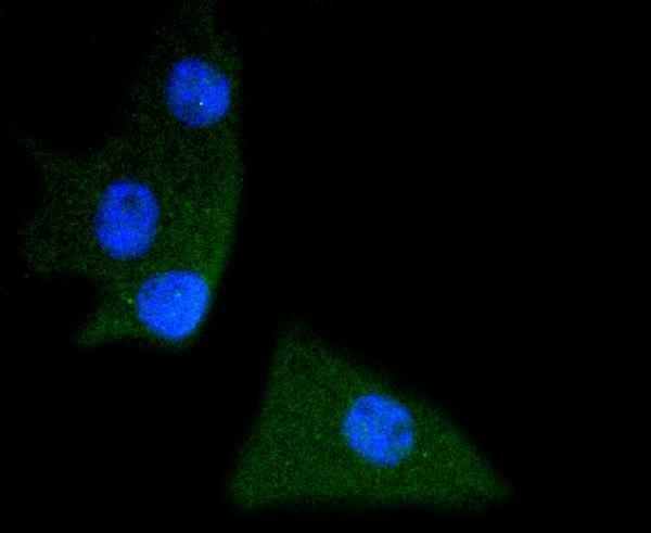 ICC staining phospho -SHP2(Y542) in B-6F1 cells (green)