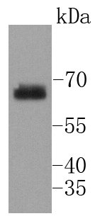 Western blot analysis of phospho -SHP2(Y542) on NIH/3T3 lysates using anti- phospho -SHP2(Y542) antibody at 1/1,000 dilution