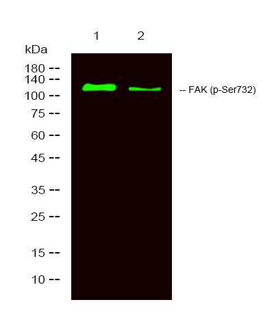 a00151s732 ptk2 primary antibodies wb testing 2