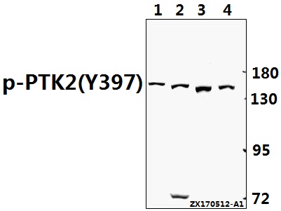 a00151y397 ptk2 primary antiboties wb testing 1