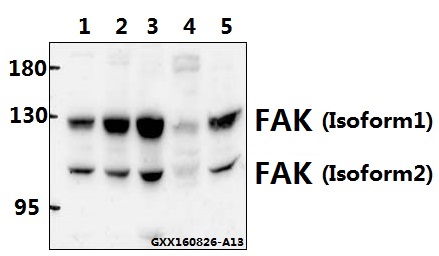 a00151y570 ptk2 primary antiboties wb testing 1