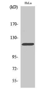 a00152 cbl primary antibodies wb testing 2
