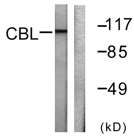 a00152 cbl primary antibodies wb testing 3