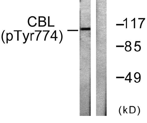 a00152y774 cbl primary antibodies wb testing 2