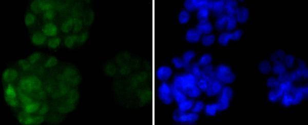 a00153 1 nanog primary antiboties icc testing 2