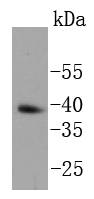 a00153 1 nanog primary antiboties wb testing 1