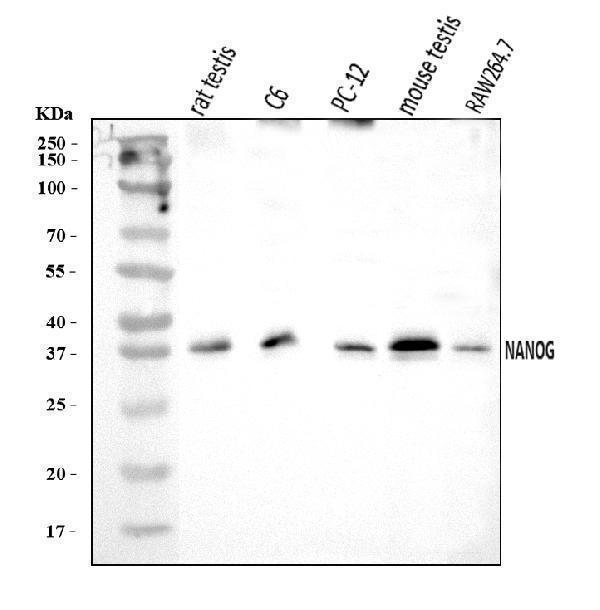  Western blot analysis of Nanog using anti-Nanog antibody (A00153-4)
