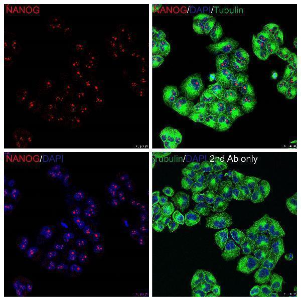 Immunoflouorescence Validation of NANOG in HeLa Cells
Immunofluorescent analysis of PFA-fixed HeLa cells labeling NANOG with A00153 at 20 μg/mL, followed by goat anti-rabbit IgG secondary antibody at 1/1000 dilution (red) and DAPI staining (blue)