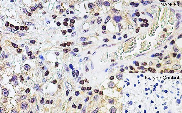 a00153 nanog primary antibodies ihc testing 4