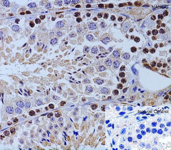 a00153 nanog primary antibodies ihc testing 5