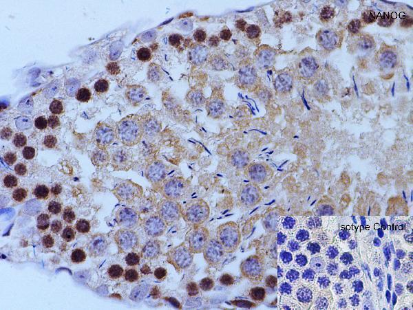 a00153 nanog primary antibodies ihc testing 6