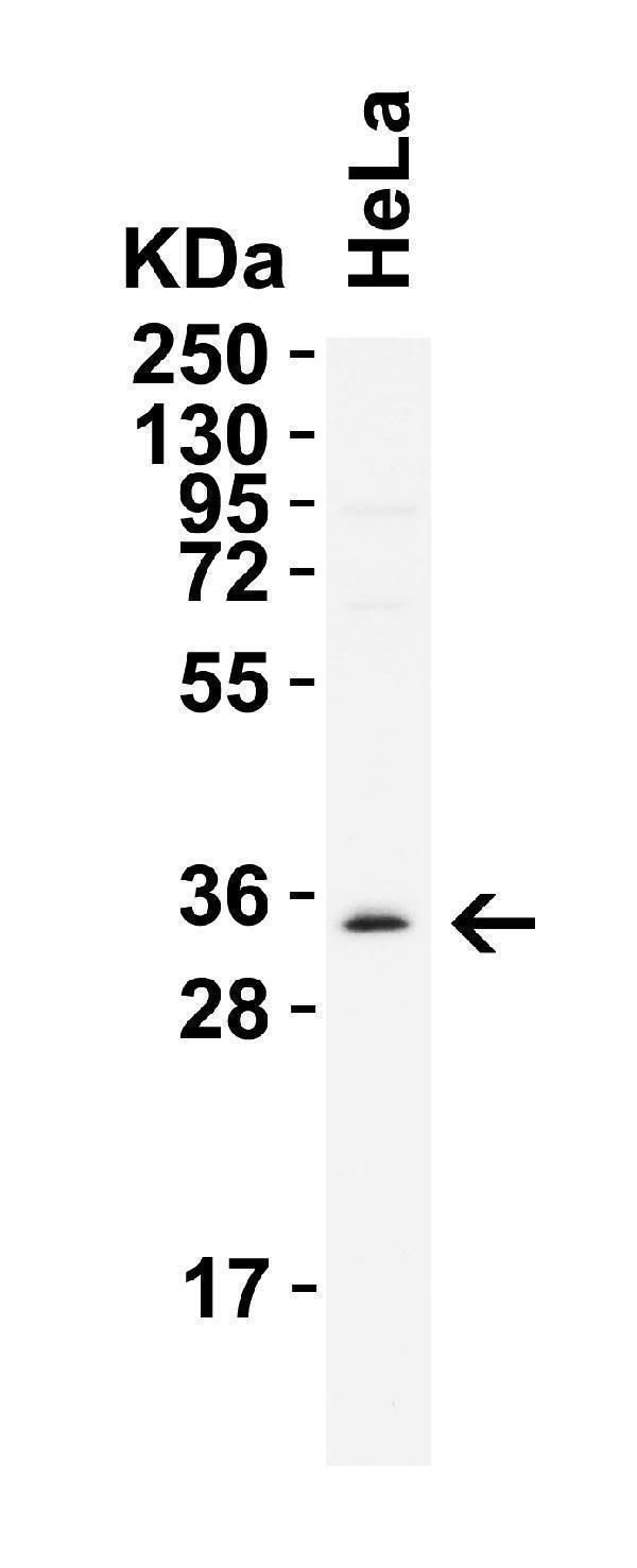  WB Validation in HeLa Cells
Loading: 15 μg of lysate