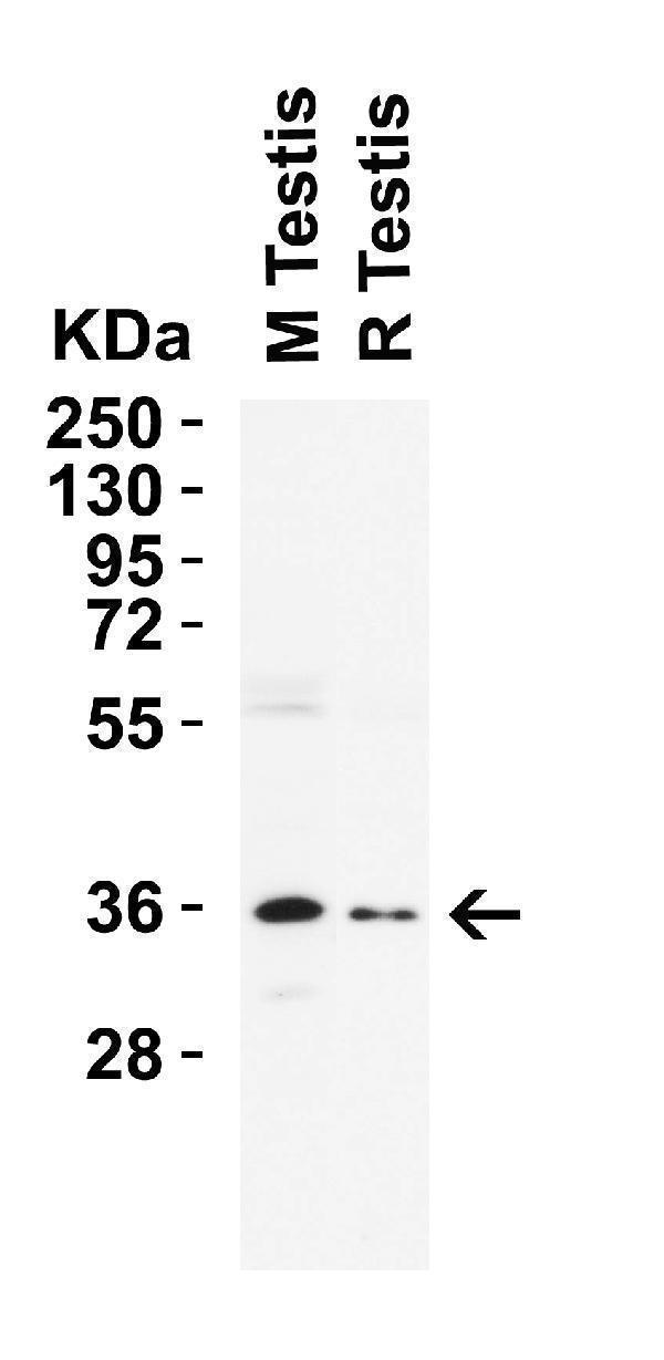 Western Blot Validation in Mouse and Rat Testis  
Loading: 15 μg of lysates per lane