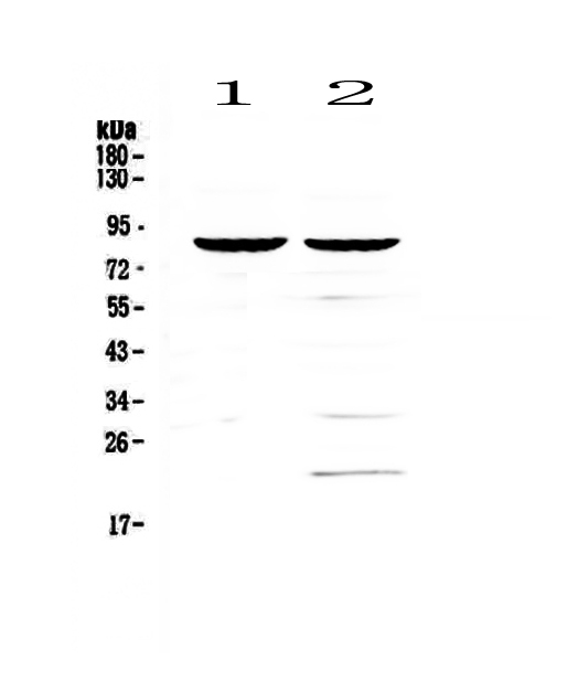 a00154 1 cd19 primary antibodies wb testing 1