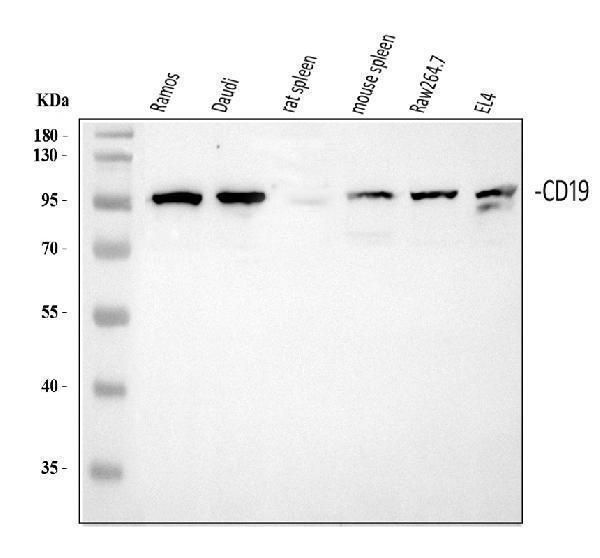 a00154 2 cd19 primary antibodies wb testing 1_1
