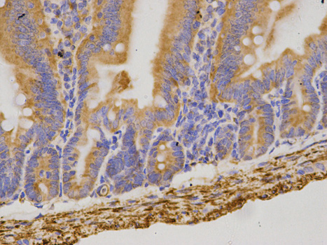 Immunofluorescence analysis of Raji cells using CD19 Rabbit pAb  at dilution of 1:100 