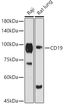 Western blot analysis of extracts of various cell lines, using CD19 antibody  at 1:1000 dilution