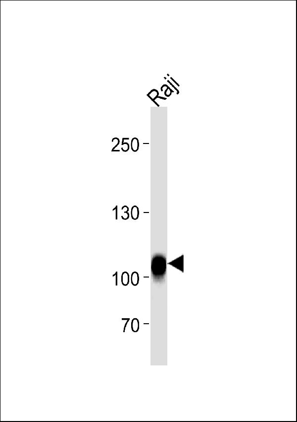 CD19 Antibody (N-term) (Cat. #A00154) western blot analysis in Raji cell line lysates (35ug/lane). This demonstrates the CD19 antibody detected the CD19 protein (arrow).