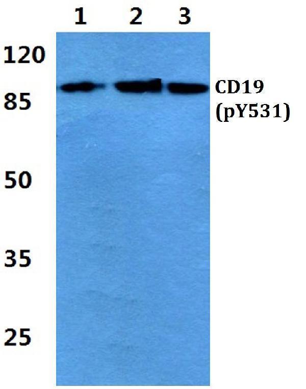 a00154y531 cd19 primary antiboties wb testing 1