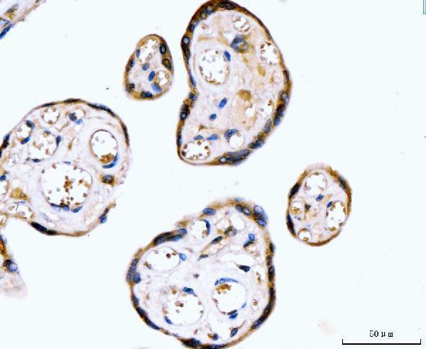  IHC analysis of RYR2 using anti-RYR2 antibody (A00155-2)