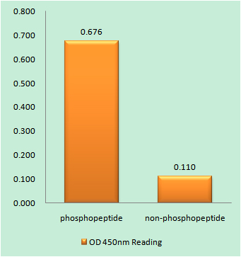 Enzyme-Linked Immunosorbent Assay (Phospho-ELISA) for Immunogen Phosphopeptide (Phospho-left) and Non-Phosphopeptide (Phospho-right), using RyR2 (Phospho-Ser2808) Antibody