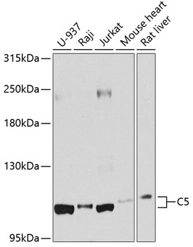 Western blot analysis of extract of various cells, using C5 antibody