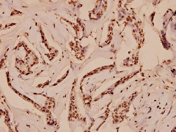a00157 1 myb primary antiboties ihc testing 2