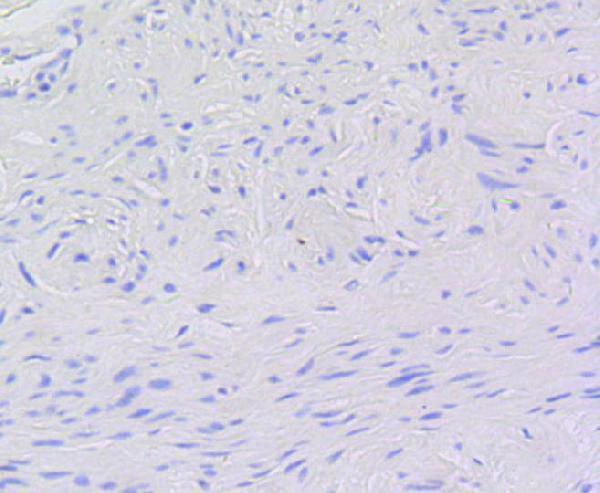 a00157s11 myb primary antiboties ihc testing 2