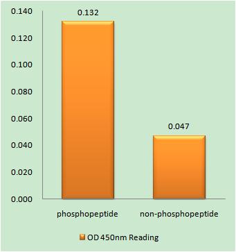 a00157s532 myb primary antibodies elisa testing 1