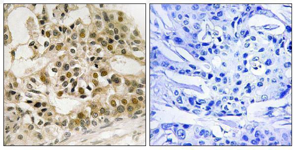 a00157s532 myb primary antibodies ihc testing 2
