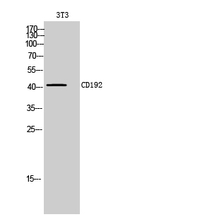 a00158 1 ccr2 primary antibodies wb testing 1