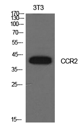 a00158 1 ccr2 primary antibodies wb testing 2